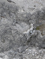 Closeup Chalk Formations