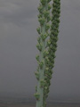 Flower Stalk