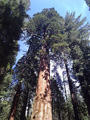 Sequioa Tree