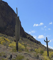 Saguaros