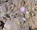 Desert Globemallow