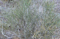 Desert Shrub I