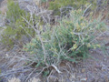 Desert Shrub II