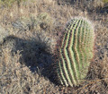 Compass Barrel Cactus