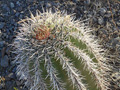 Saguaro Closeup